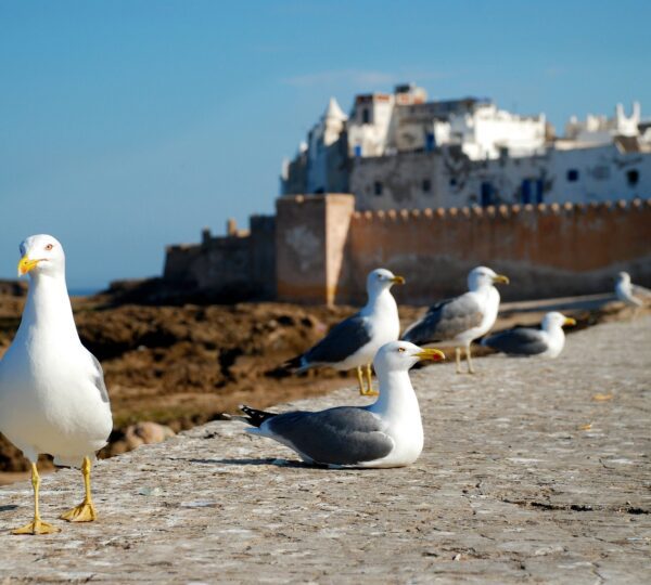 essaouira