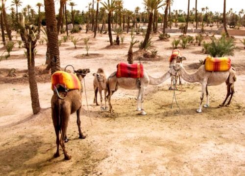 Half day trip to Agafay desert from Marrakech