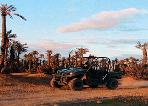 Buggy Drive in the Palm Groves