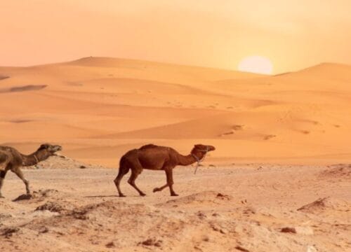 3-Day Tour from Fez to Marrakech via the Sahara Desert