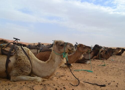 6-Day Tour from Tangier To Marrakech